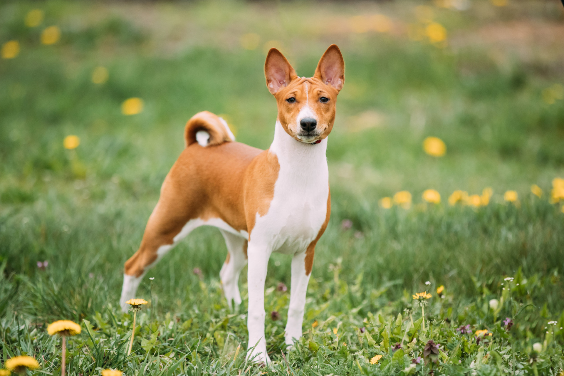 <p>Known for being a "barkless" dog, the Basenji is a high-energy pup who originally served as a hunting dog. They live about 12 years.</p> <p>Sources: (Business Insider) (Southern Living) (Top Dog Tips)</p> <p>See also: <a href="https://www.starsinsider.com/lifestyle/574053/meet-the-dogs-that-are-banned-around-the-world">Dog breeds that are banned in some countries</a></p>