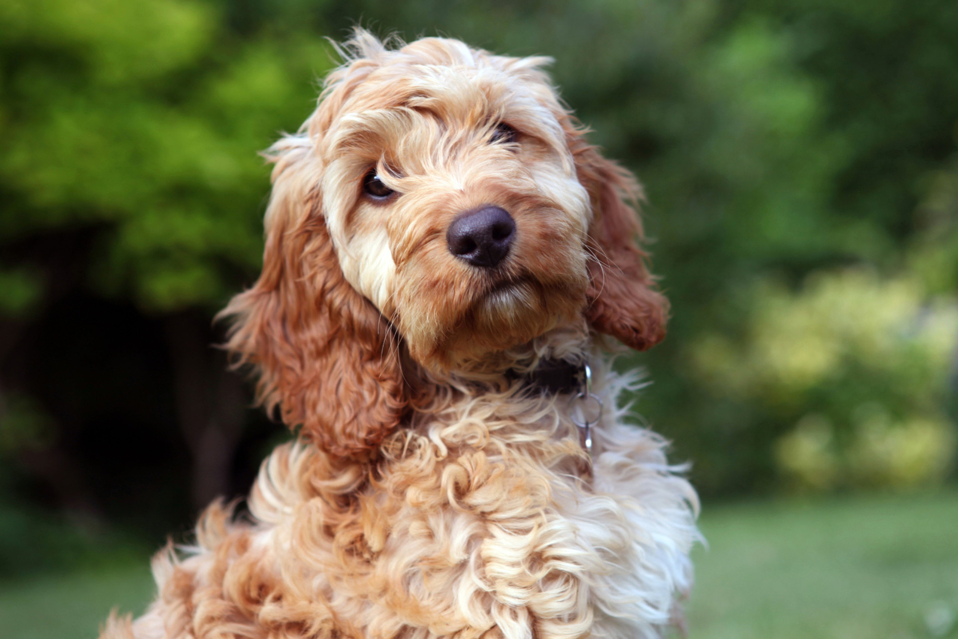 <p>A hybrid of a Cocker Spaniel and a Poodle, Cockapoos are super cute and outgoing. Their average life expectancy is 16 years.</p><p>You may also like:<a href="https://www.starsinsider.com/n/378284?utm_source=msn.com&utm_medium=display&utm_campaign=referral_description&utm_content=605595en-us"> Female celebrities who look shockingly like famous men</a></p>