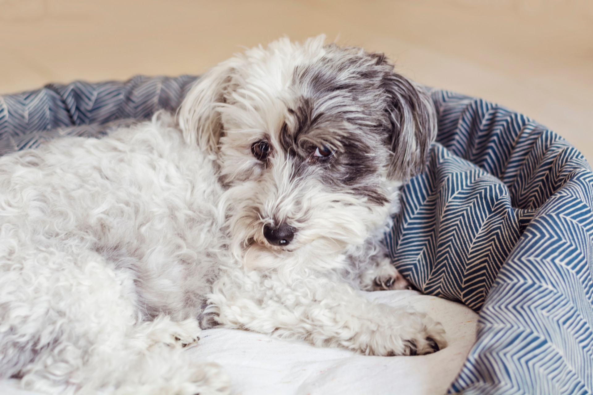 <p>The Havanese is an affectionate and entertaining pup that need very little exercise to be healthy. They live about 13 years. </p><p>You may also like:<a href="https://www.starsinsider.com/n/460432?utm_source=msn.com&utm_medium=display&utm_campaign=referral_description&utm_content=605595en-us"> Body dysmorphic disorder and the celebrities who suffer from it</a></p>
