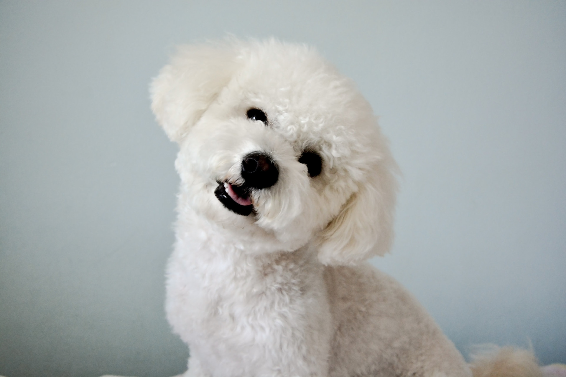 <p>While this breed looks like a stuffed toy suitable for infants, they're actually better suited to older people. Their life expectancy is 13 to 15 years. </p><p>You may also like:<a href="https://www.starsinsider.com/n/463329?utm_source=msn.com&utm_medium=display&utm_campaign=referral_description&utm_content=605595en-us"> Stars who fell in love with their on-screen pets</a></p>