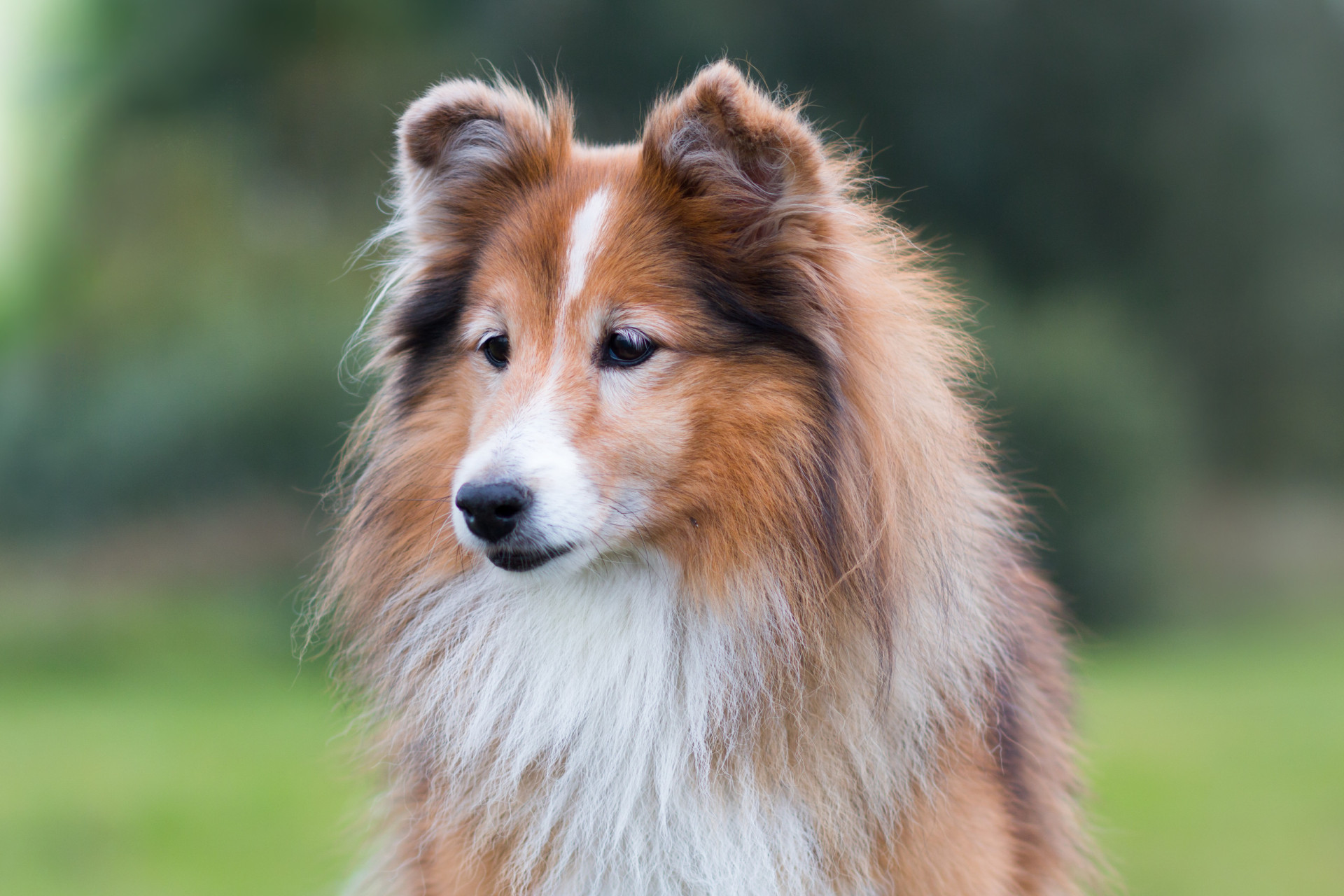 <p>Also known as Sheltie, this breed is an intelligent problem solver. A great all around dog, they live about 13 years. </p><p><a href="https://www.msn.com/en-us/community/channel/vid-7xx8mnucu55yw63we9va2gwr7uihbxwc68fxqp25x6tg4ftibpra?cvid=94631541bc0f4f89bfd59158d696ad7e">Follow us and access great exclusive content every day</a></p>
