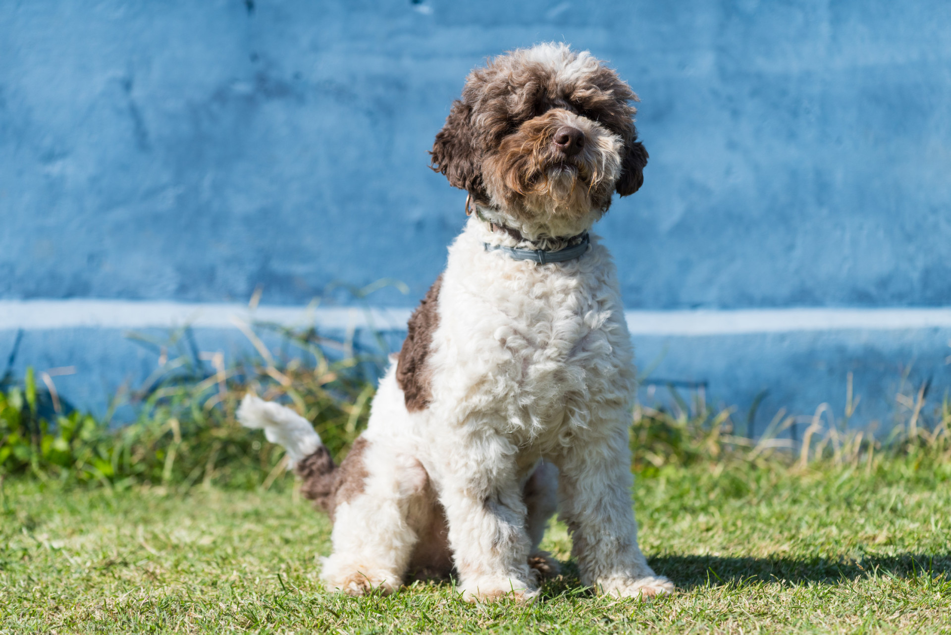 <p>Meaning "lake dog from Romagna," the Lagotto Romagnolo comes from the Romagna sub-region of Italy. With a life expectancy of 16 years, this dog requires a lot of activity.</p><p><a href="https://www.msn.com/en-us/community/channel/vid-7xx8mnucu55yw63we9va2gwr7uihbxwc68fxqp25x6tg4ftibpra?cvid=94631541bc0f4f89bfd59158d696ad7e">Follow us and access great exclusive content every day</a></p>