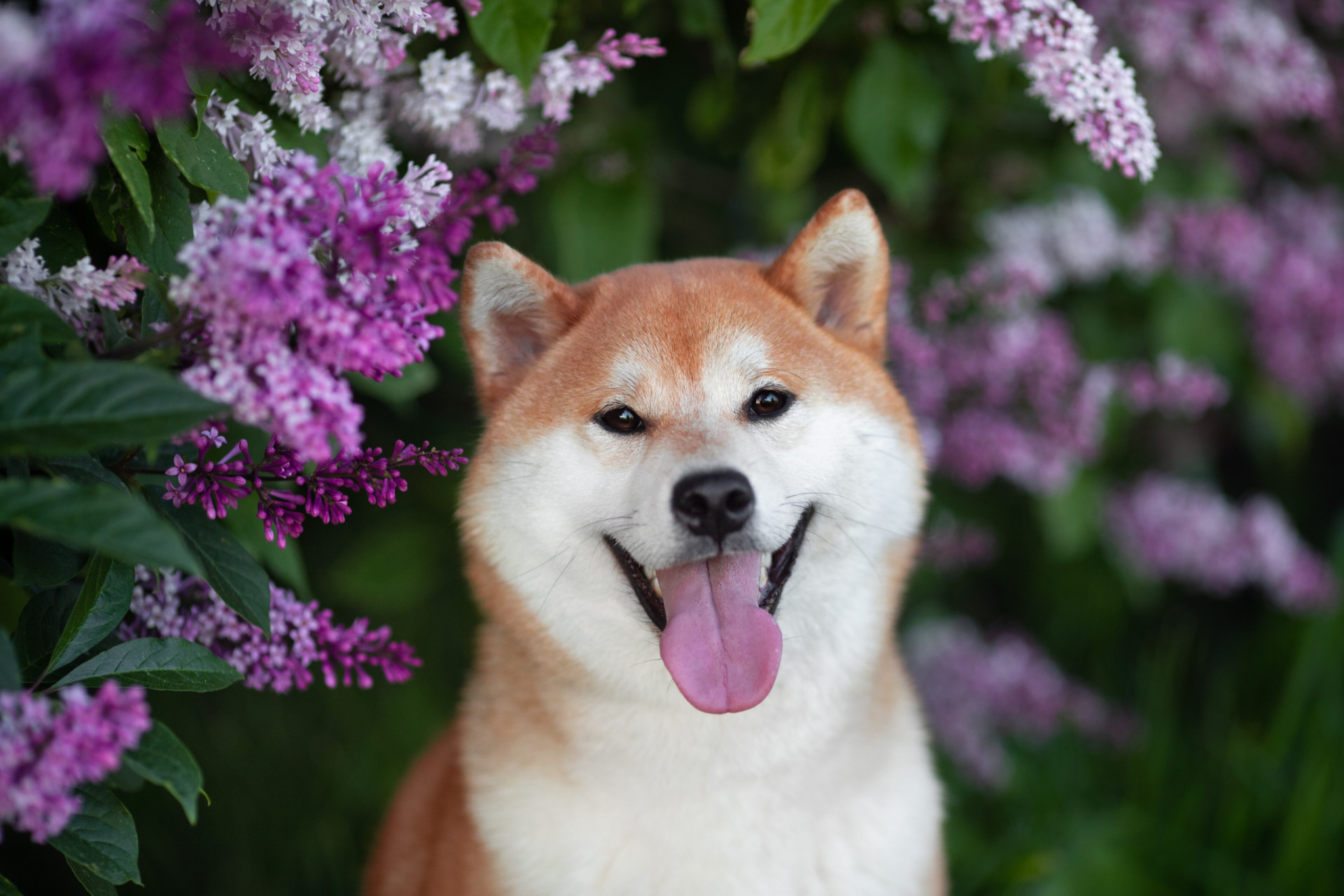 <p>This adorable mid-size dog originated in Japan. Unusual for larger breeds, the Shiba Inu is expected to live about 16 years.</p><p><a href="https://www.msn.com/en-us/community/channel/vid-7xx8mnucu55yw63we9va2gwr7uihbxwc68fxqp25x6tg4ftibpra?cvid=94631541bc0f4f89bfd59158d696ad7e">Follow us and access great exclusive content every day</a></p>