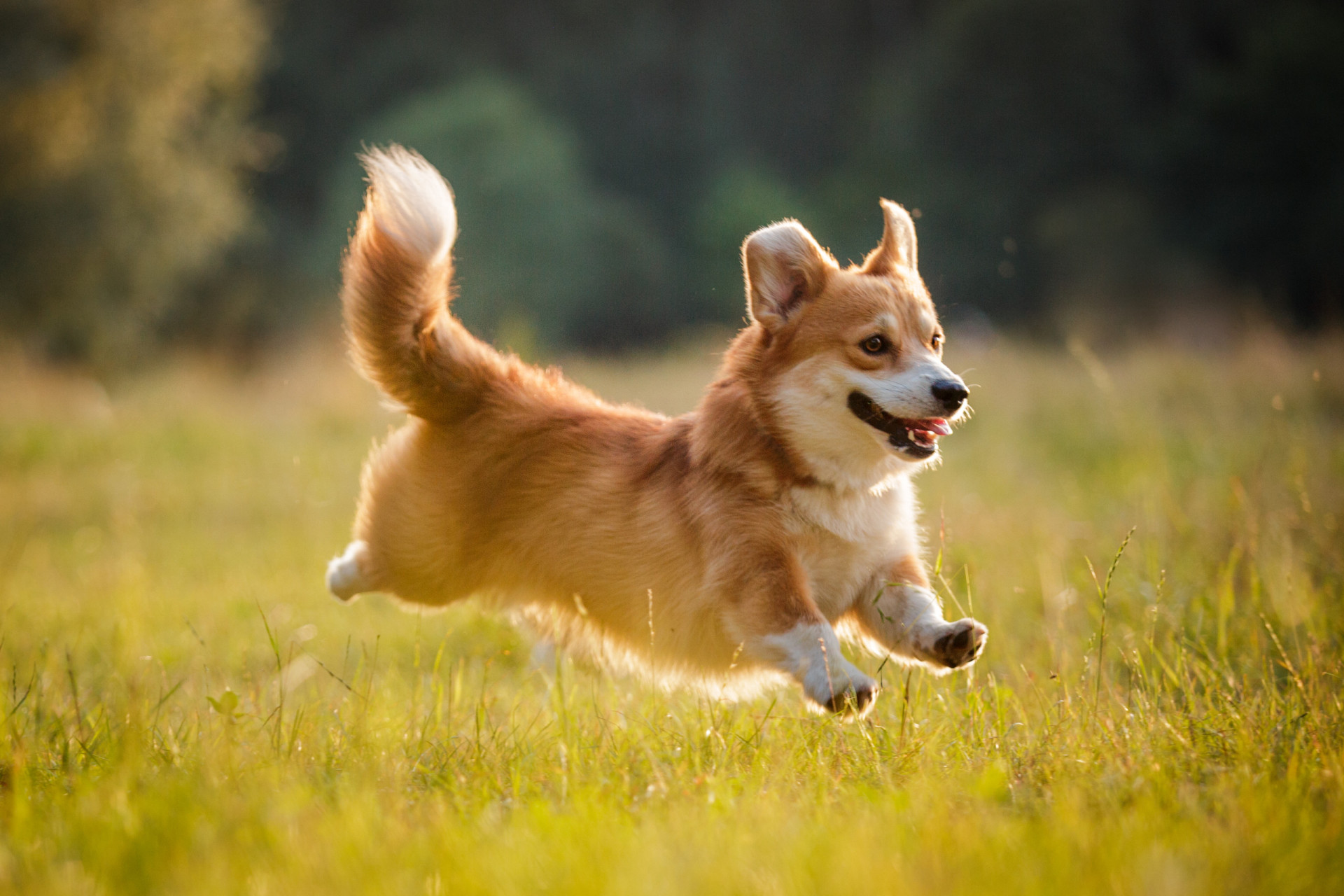 <p>Corgis are sturdy dogs who are both obedient and easy to train. Their lifespan is from 12 to 15 years. </p><p>You may also like:<a href="https://www.starsinsider.com/n/426966?utm_source=msn.com&utm_medium=display&utm_campaign=referral_description&utm_content=605595en-us"> The surprising perks of self-isolation</a></p>