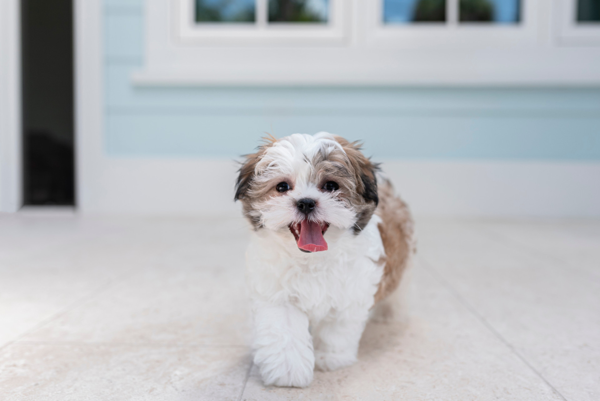 these-are-the-longest-living-dog-breeds