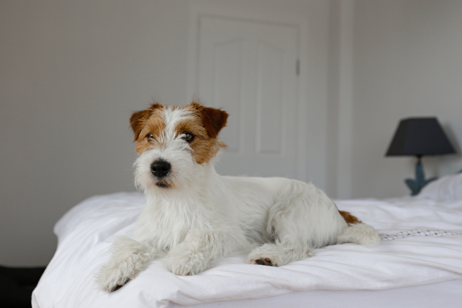 <p>Originating in England and evolving in Australia, the Jack Russell Terrier is a strong and sturdy breed. Their average life expectancy is 16 years.</p><p>You may also like:<a href="https://www.starsinsider.com/n/304001?utm_source=msn.com&utm_medium=display&utm_campaign=referral_description&utm_content=605595en-us"> Fountain of youth: These foods can help you look younger</a></p>
