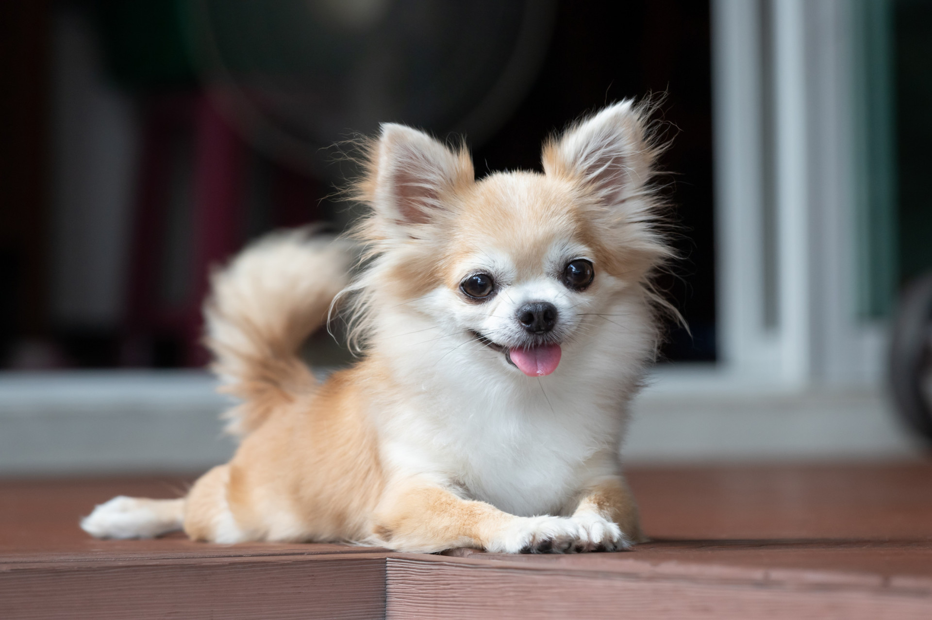 <p>These tiny canines have one of the longest life spans in the dog world, living to be around 17 years old. They're gentle and patient with children and require little exercise because of their size.</p><p><a href="https://www.msn.com/en-us/community/channel/vid-7xx8mnucu55yw63we9va2gwr7uihbxwc68fxqp25x6tg4ftibpra?cvid=94631541bc0f4f89bfd59158d696ad7e">Follow us and access great exclusive content every day</a></p>