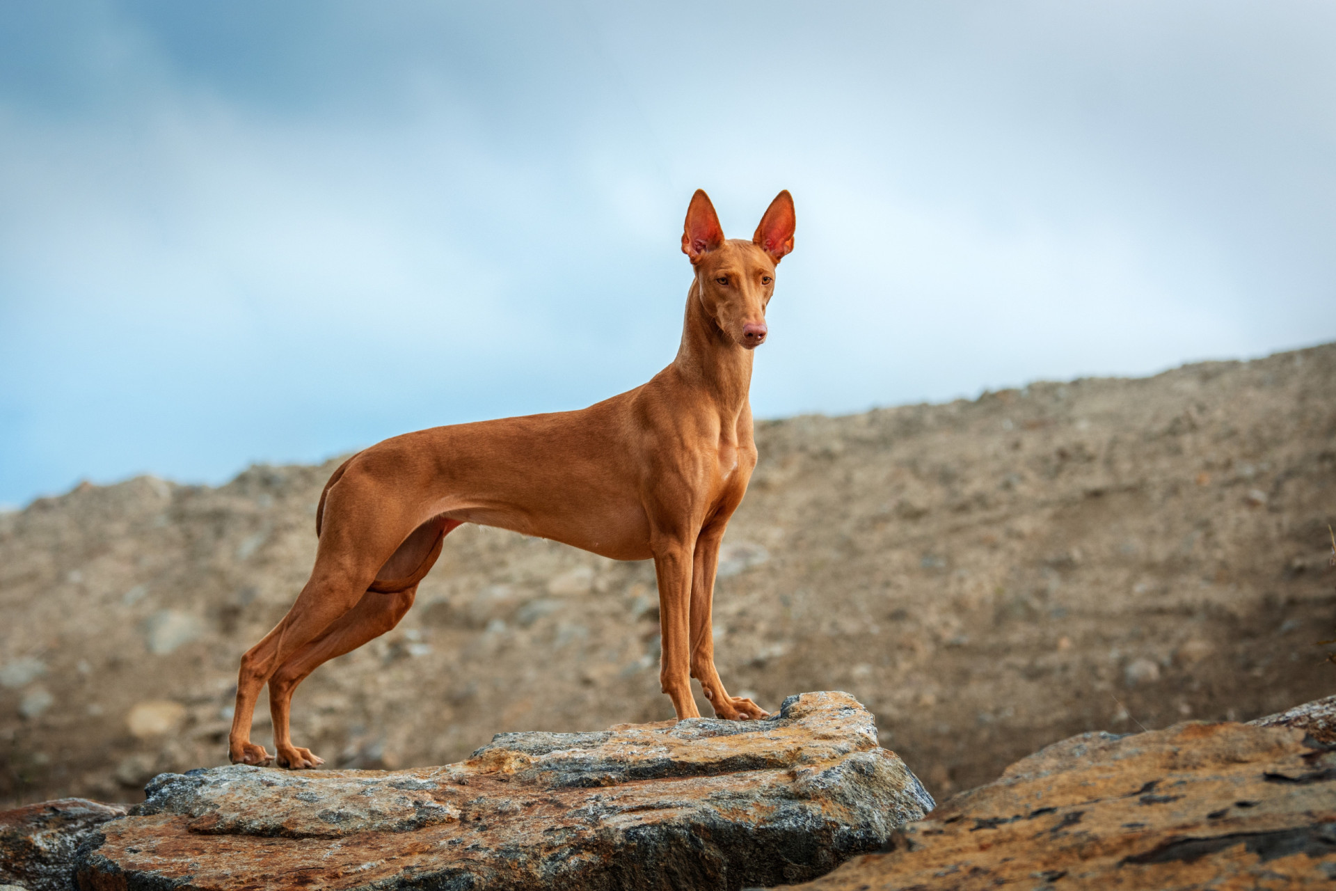 <p>Known to be one of the healthiest dog breeds around, these desert dogs prefer hotter climates. Independent and strong-willed, they live to around 13 years. </p><p><a href="https://www.msn.com/en-us/community/channel/vid-7xx8mnucu55yw63we9va2gwr7uihbxwc68fxqp25x6tg4ftibpra?cvid=94631541bc0f4f89bfd59158d696ad7e">Follow us and access great exclusive content every day</a></p>
