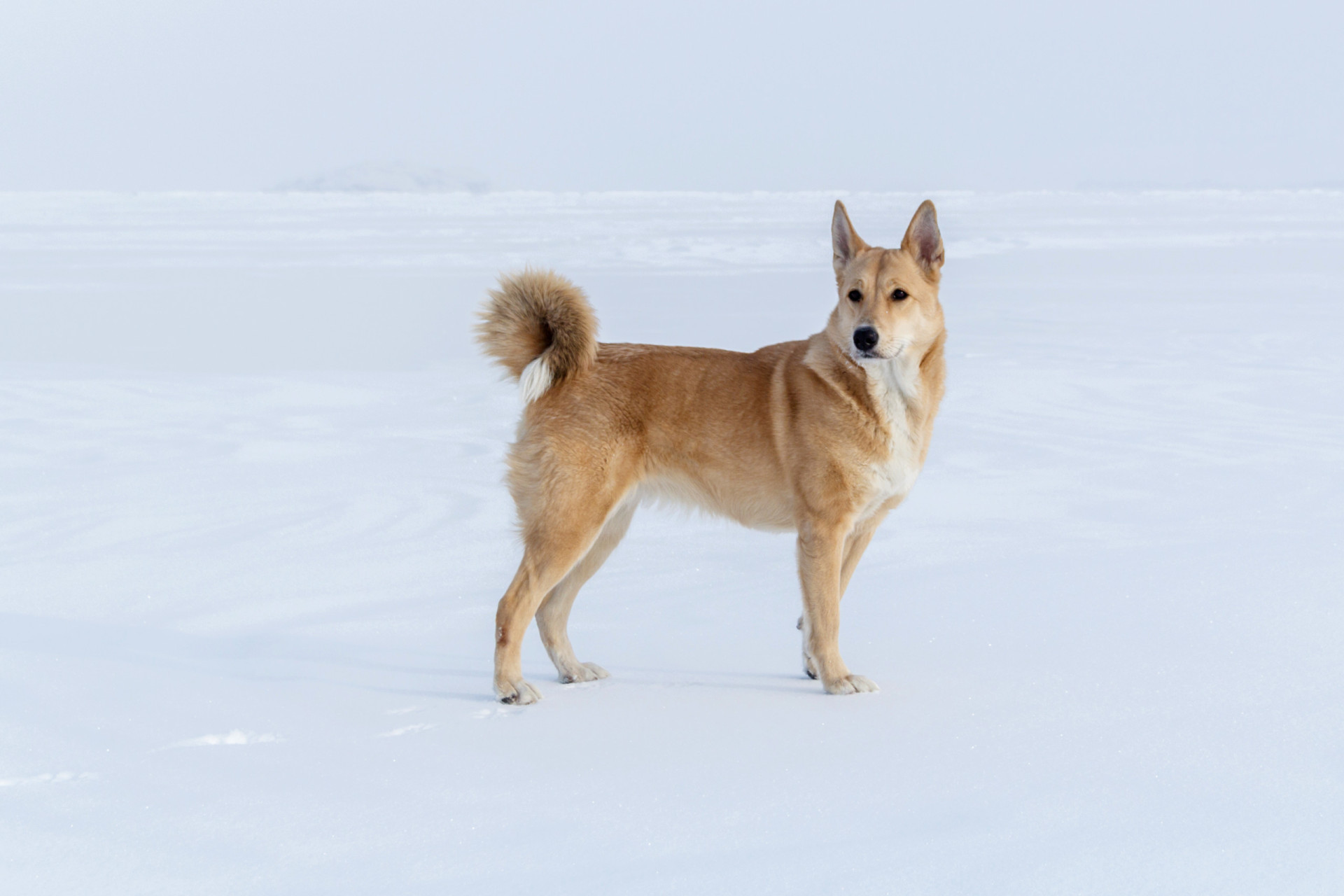 <p>The territorial Canaan is a great breed for a watchdog. They're affectionate with their owners, but dislike strangers. One of the oldest breeds around, they can live up to 15 years. </p><p><a href="https://www.msn.com/en-us/community/channel/vid-7xx8mnucu55yw63we9va2gwr7uihbxwc68fxqp25x6tg4ftibpra?cvid=94631541bc0f4f89bfd59158d696ad7e">Follow us and access great exclusive content every day</a></p>