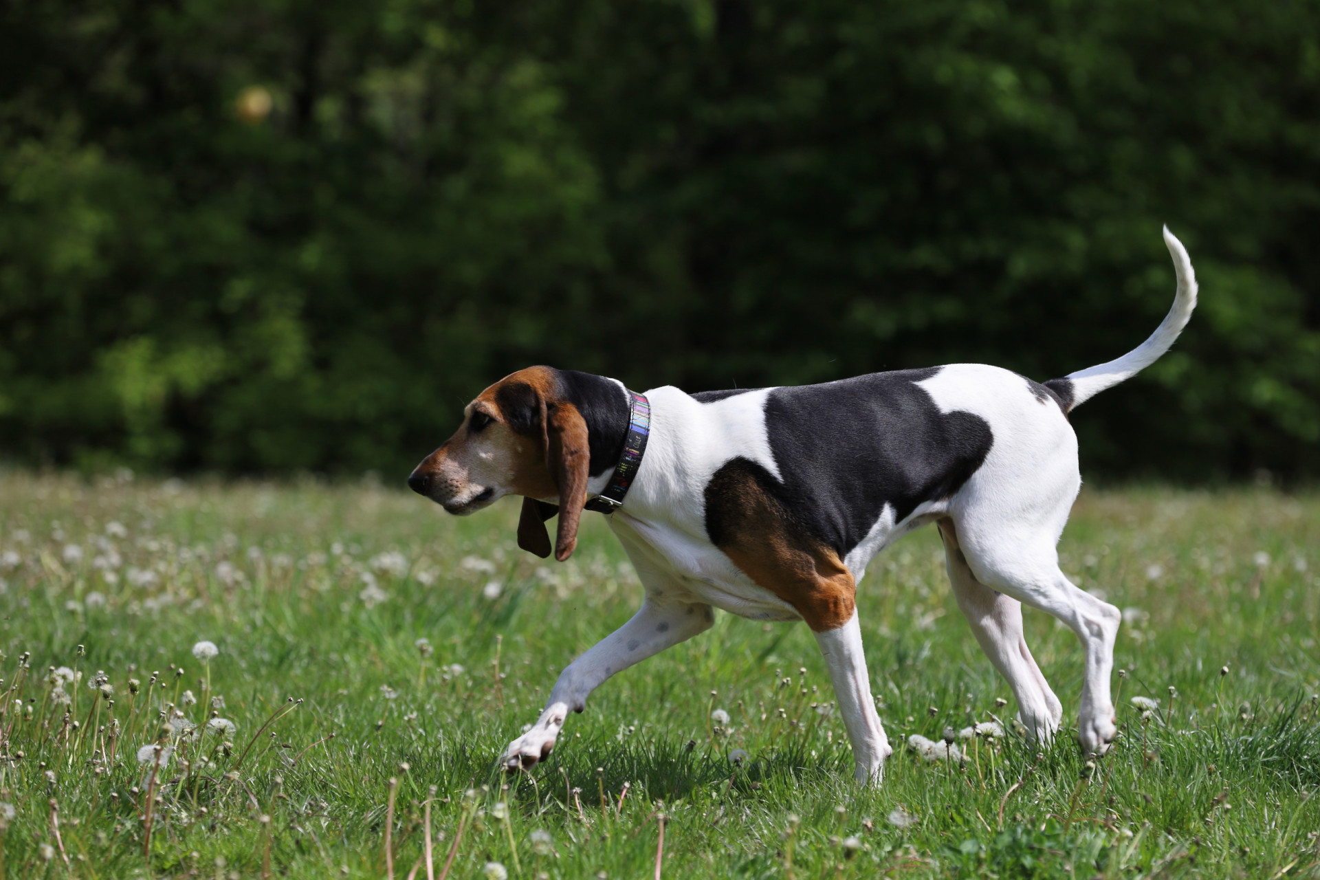 <p>This playful dog loves to wander and run around. Similar in appearance to beagles, they live to be around 13 years old.</p><p>You may also like:<a href="https://www.starsinsider.com/n/398126?utm_source=msn.com&utm_medium=display&utm_campaign=referral_description&utm_content=605595en-us"> Terrifying urban legends that are actually true</a></p>