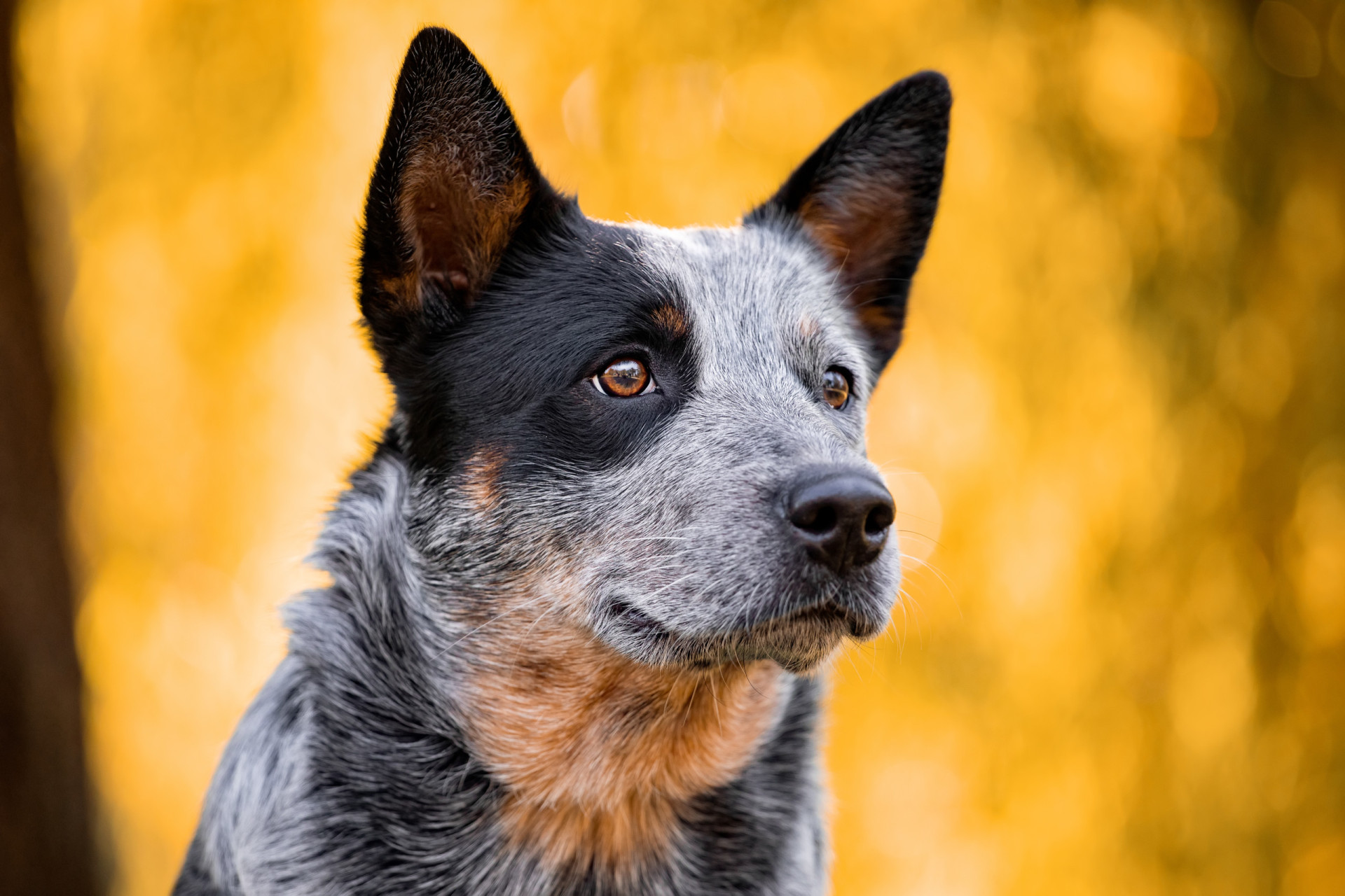 <p>This energetic breed is well-known for its intelligence, agility, and stamina. Plus, they're super friendly! Their life expectancy is from 13 to 15 years. </p><p>You may also like:<a href="https://www.starsinsider.com/n/503165?utm_source=msn.com&utm_medium=display&utm_campaign=referral_description&utm_content=605595en-us"> Russia's greatest military defeats</a></p>