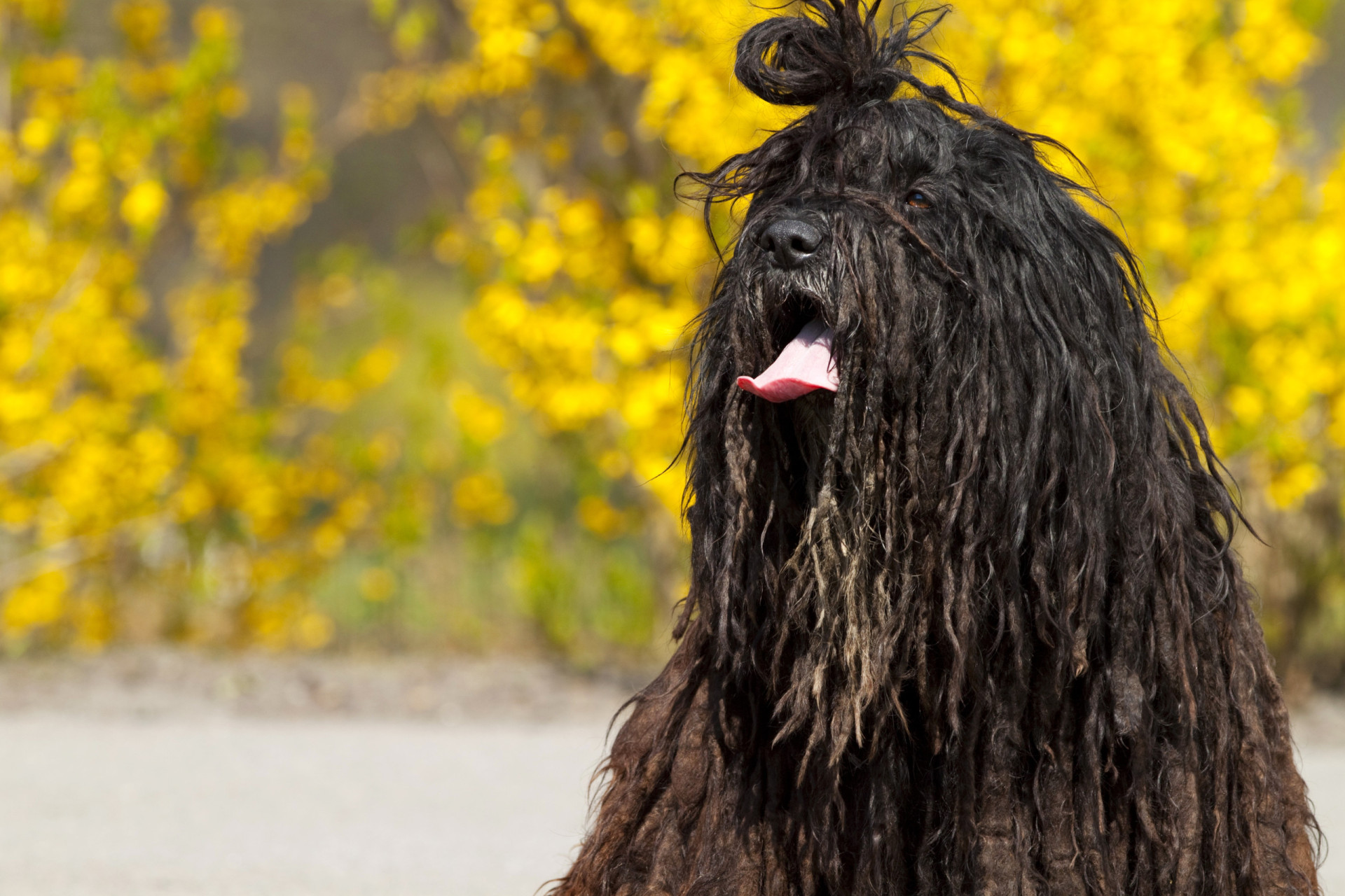 <p>This dread-locked canine is another healthy dog breed. Plus, they are great with kids! Bergamascos live to around 14 years. </p><p>You may also like:<a href="https://www.starsinsider.com/n/439934?utm_source=msn.com&utm_medium=display&utm_campaign=referral_description&utm_content=605595en-us"> Lessons that people usually learn too late in life</a></p>