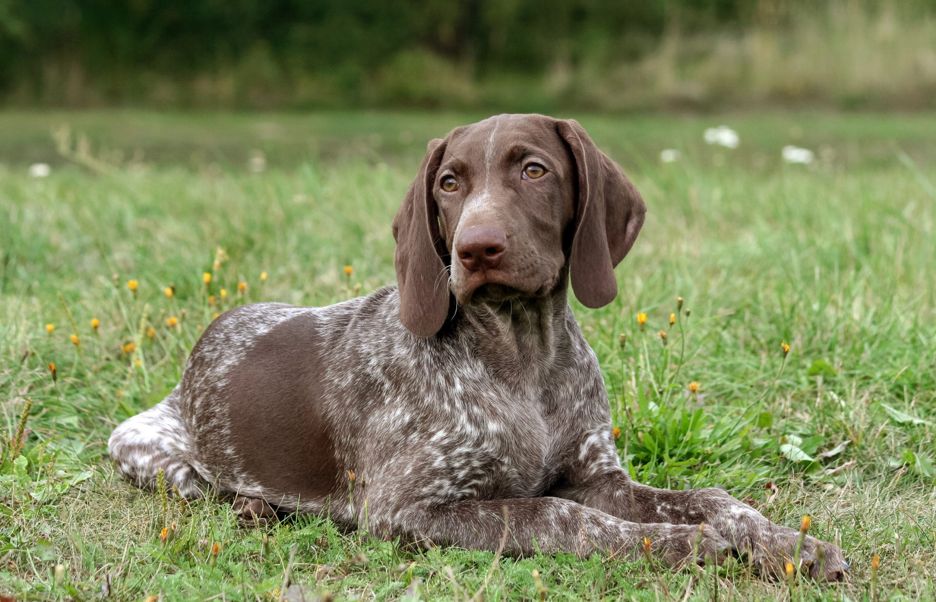 <p>Affectionate and <a href="https://www.starsinsider.com/lifestyle/589004/why-women-sleep-better-with-dogs-than-a-partner" rel="noopener">friendly</a>, the German Shorthaired Pointer are also intelligent and easy to train. An active breed, they live to around 13 years. </p><p>You may also like:<a href="https://www.starsinsider.com/n/458243?utm_source=msn.com&utm_medium=display&utm_campaign=referral_description&utm_content=605595en-us"> Siblings who starred together on-screen</a></p>