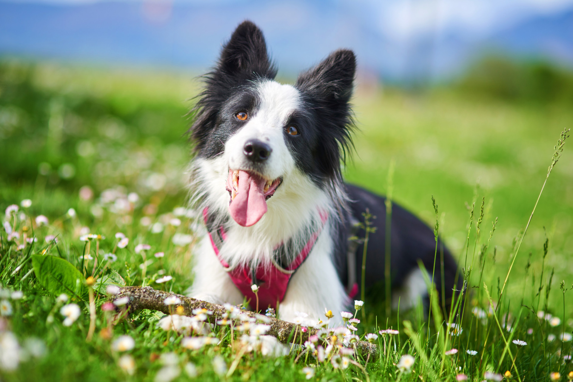 <p>Known for their intelligence, these canines are great for first-time dog owners and inexperienced trainers. Their lifespan is around 13 years. </p><p>You may also like: </p>