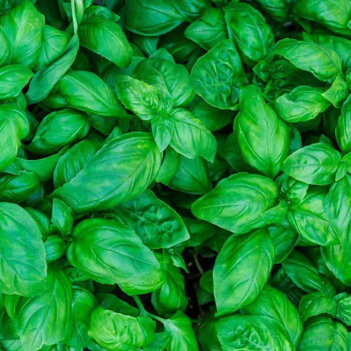 Your Guide to All the Different Types of Basil