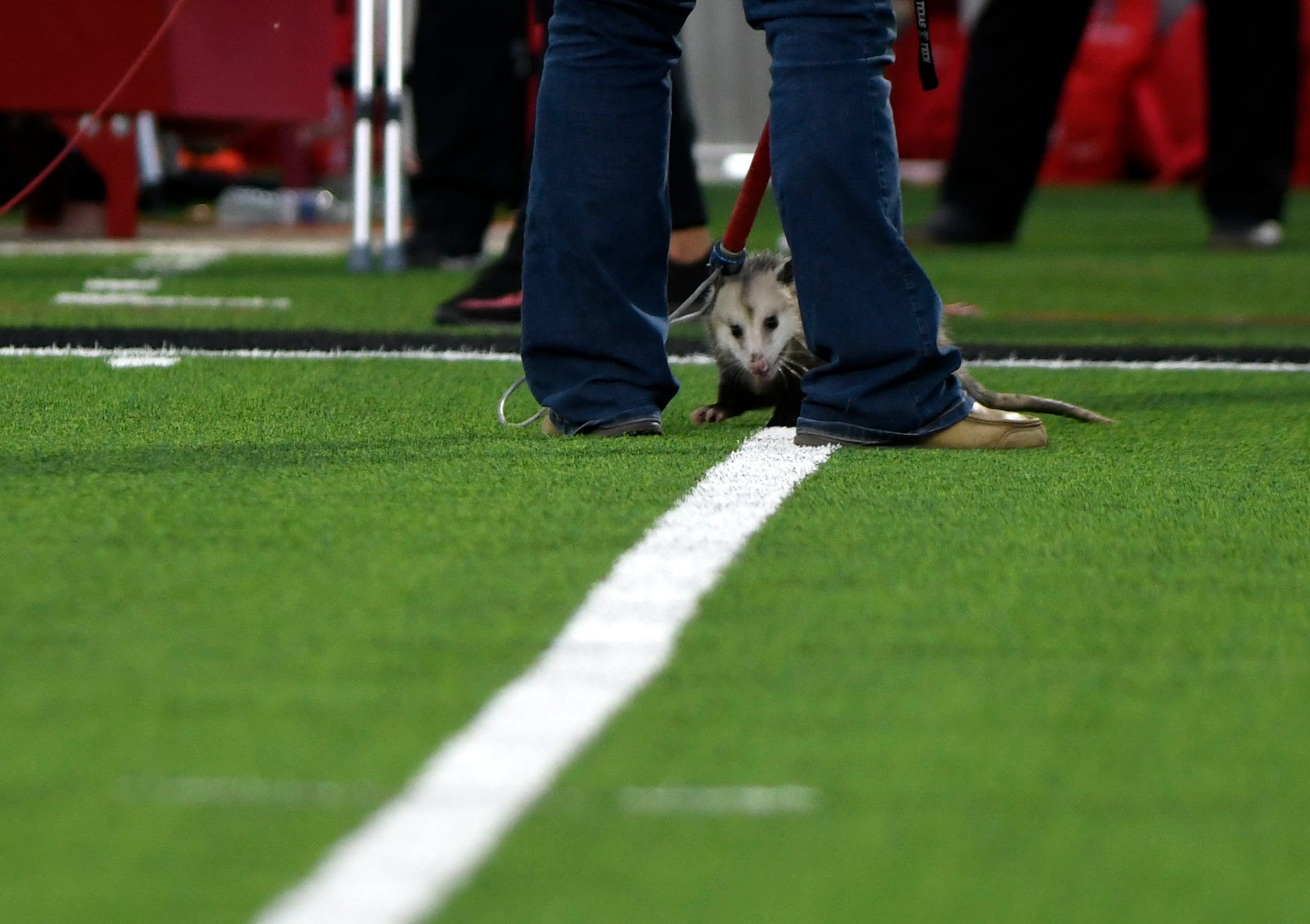 texas-tech-rally-possum-now-available-in-bobblehead-form