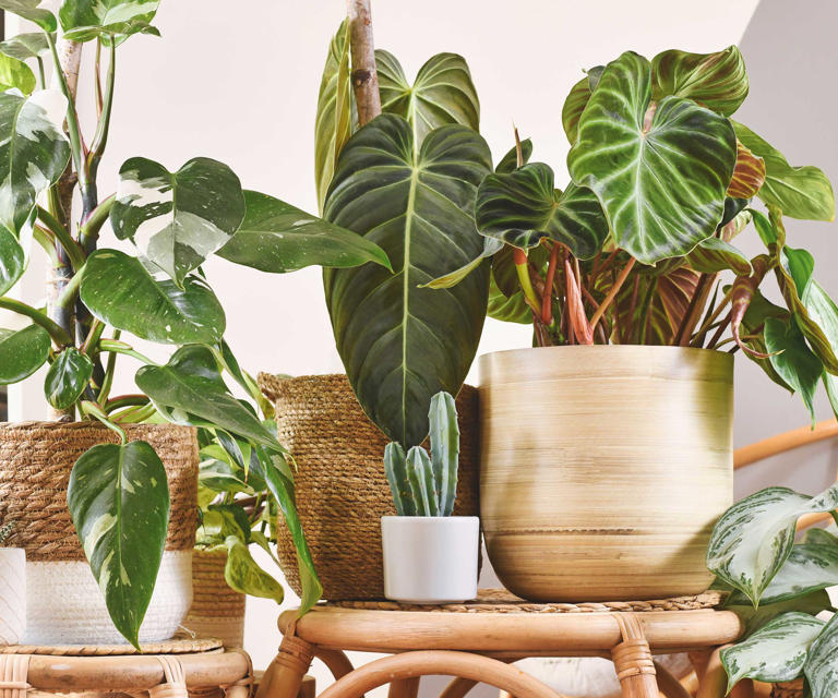 Indoor plants to make a living room smell nice – 9 fragrant options ...