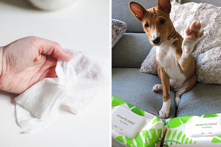 Is it Safe to Use Baby Wipes on Dogs? A Guide to Dog-Safe Wipes