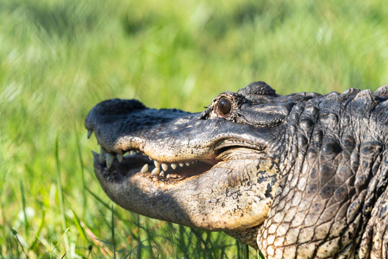 This big lizard is orange and blue, and invasive. It may live in your ...