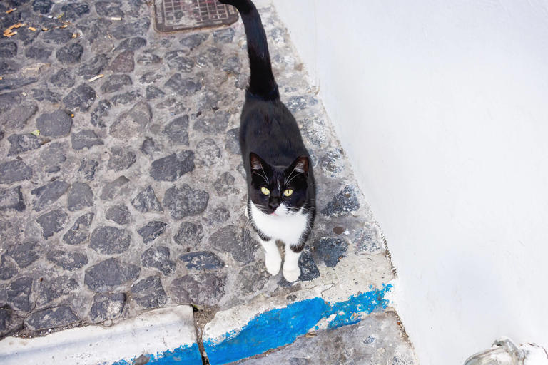 What’s Up With The Cats In Athens, Greece?