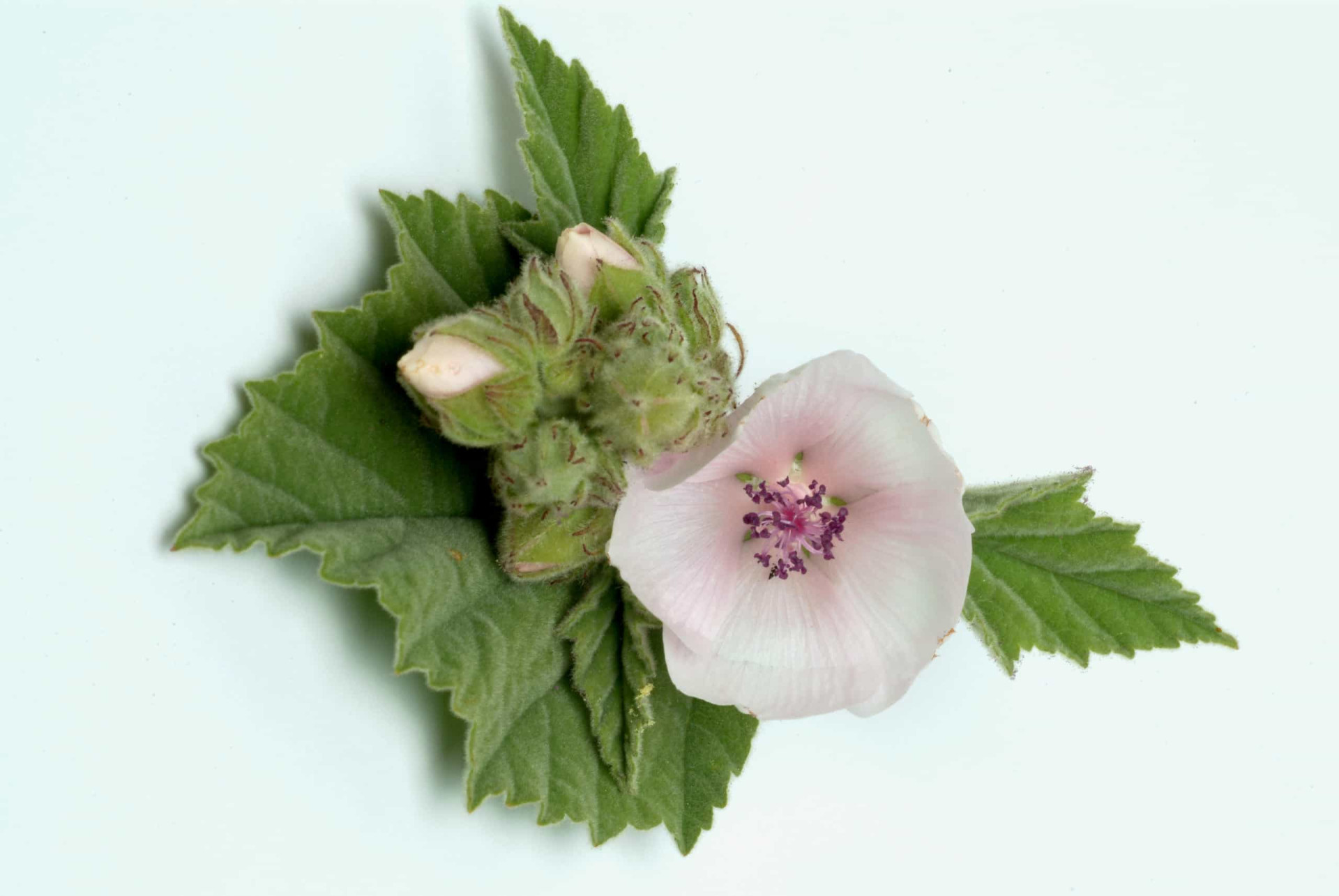 The mystical and powerful plants of ancient medicine