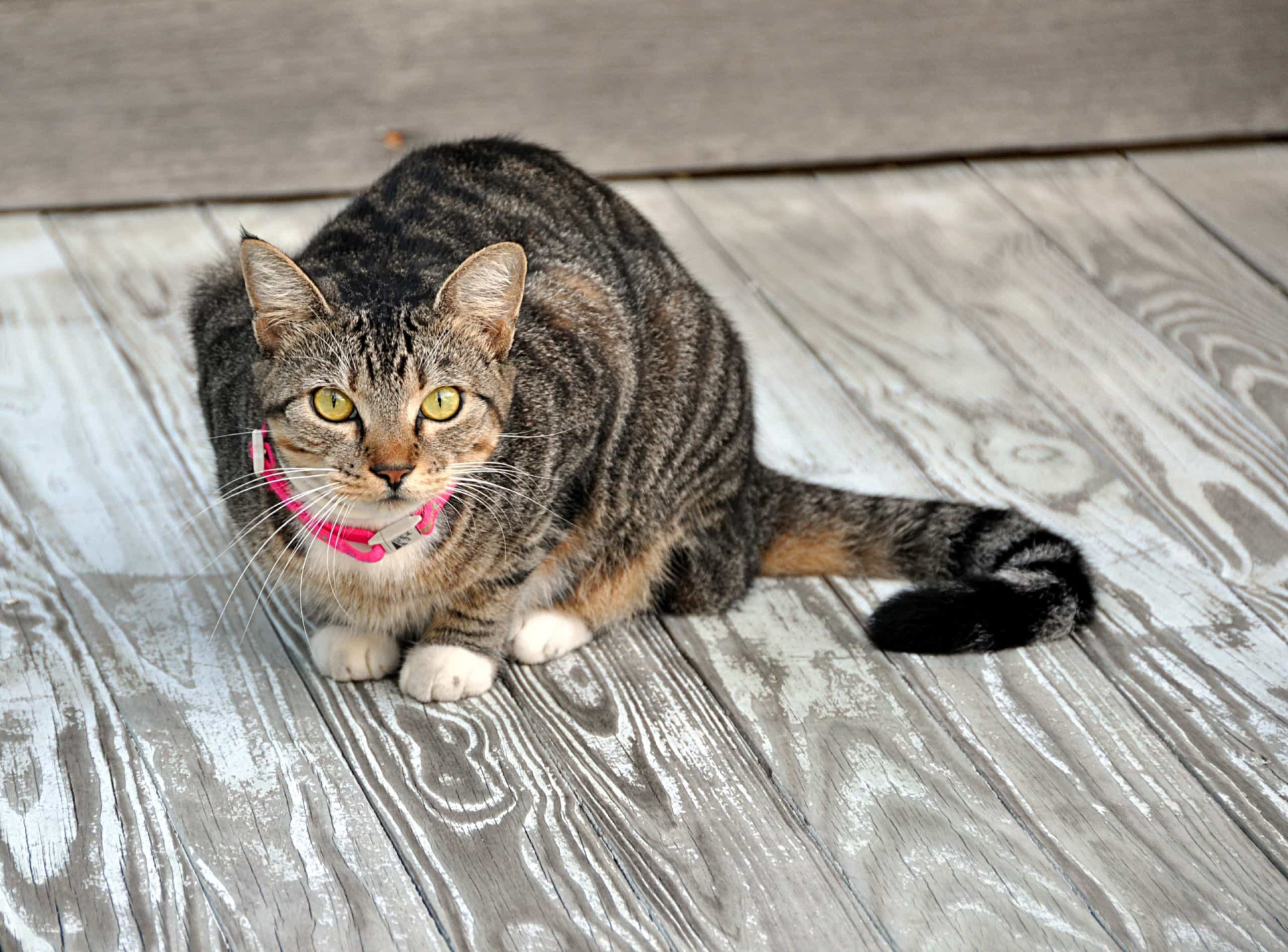 Ces signes montrent peut-être que votre chat est malade