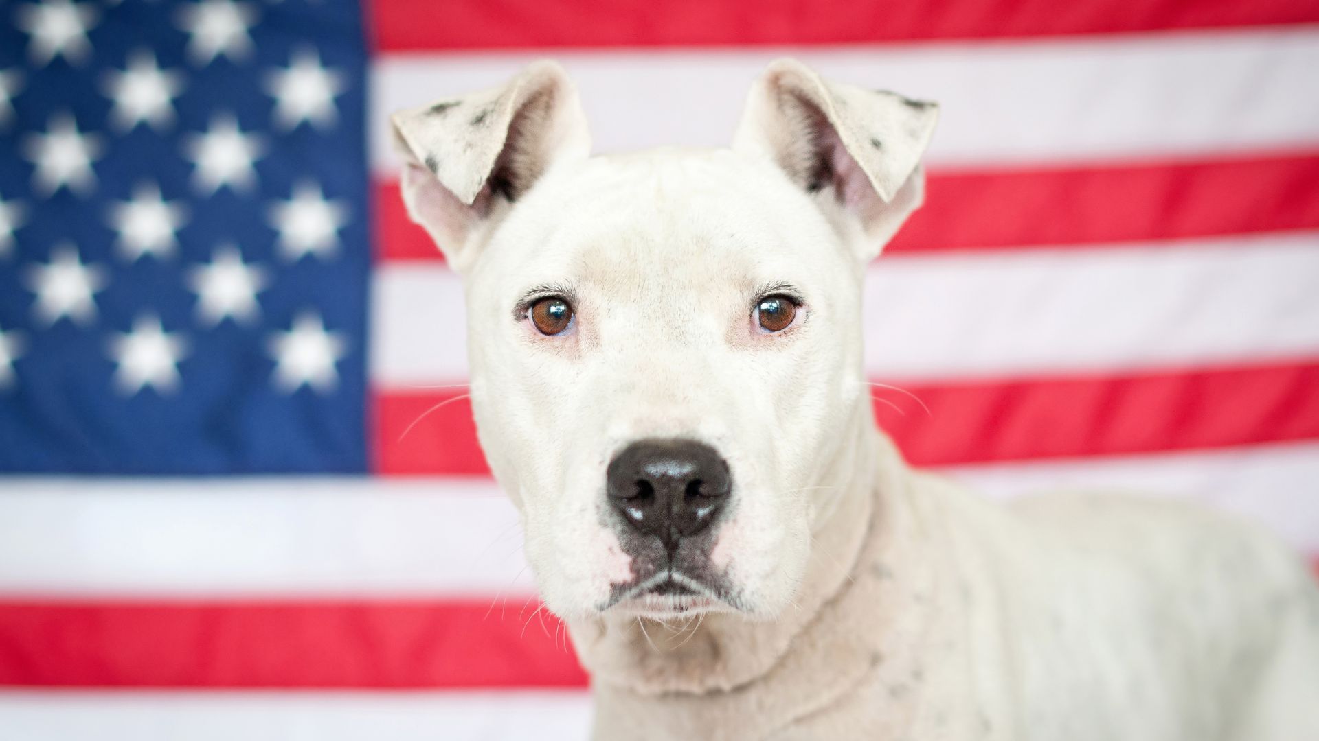 26 super cool dog breeds from the United States