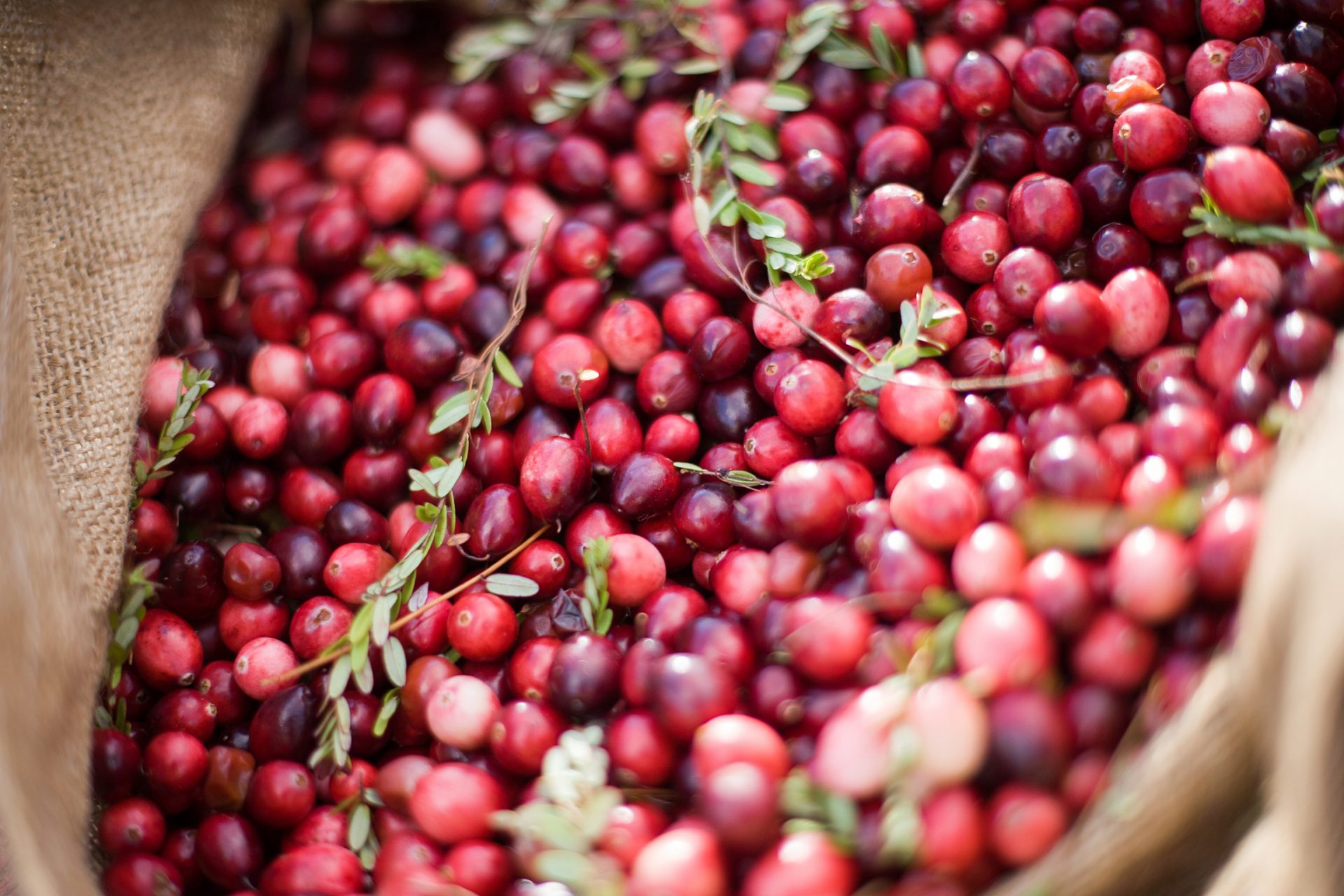 Study finds cranberry juice really is a potent preventative against UTIs