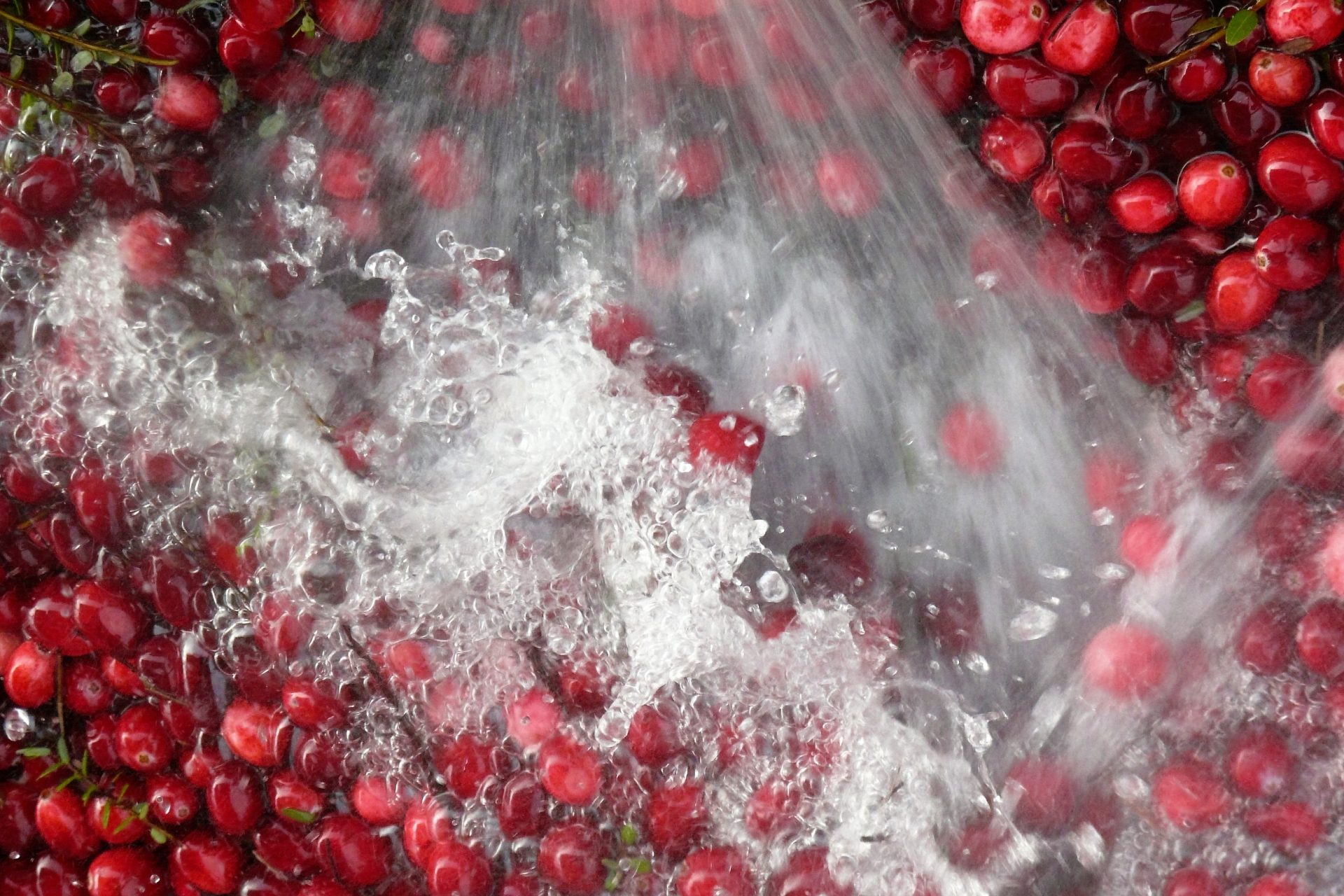 Study finds cranberry juice really is a potent preventative against UTIs