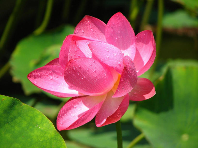 How Can Lotus Stem Be Incorporated Into Your Diet? More on This ...