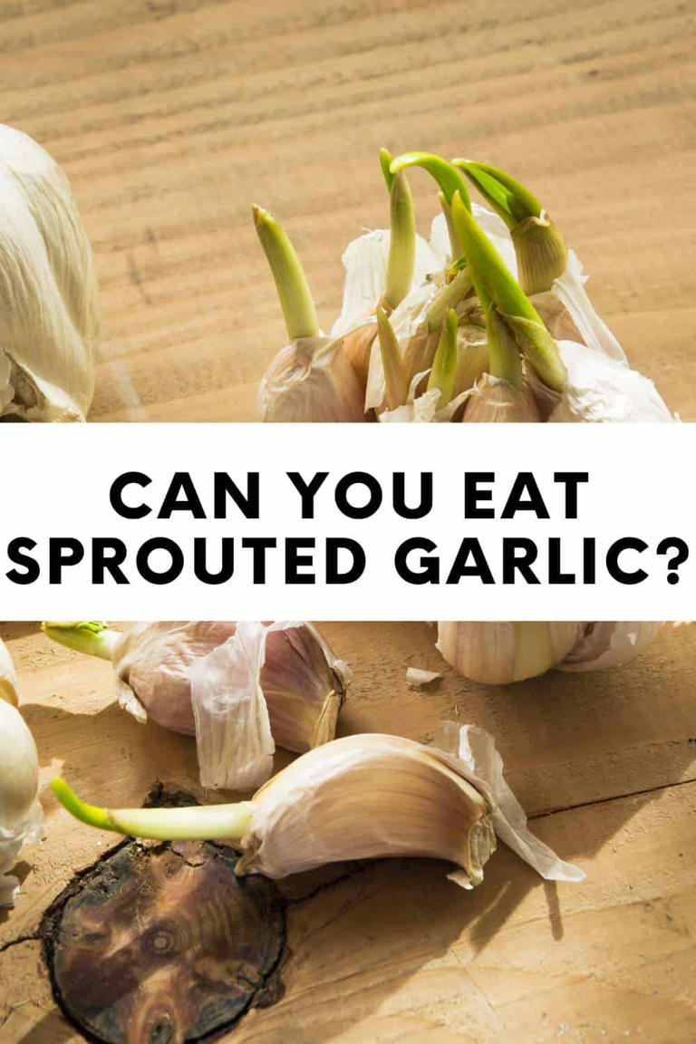 Can You Eat Sprouted Garlic?