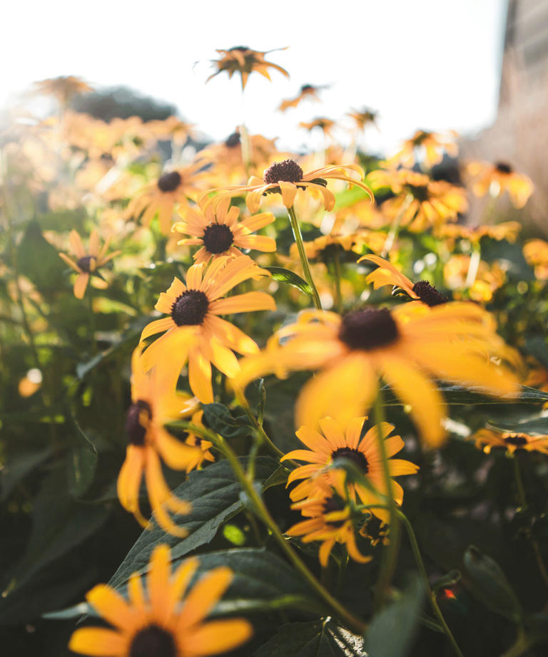 How To Plant A Prairie Garden – Capture The Soft And Muted Naturalistic 