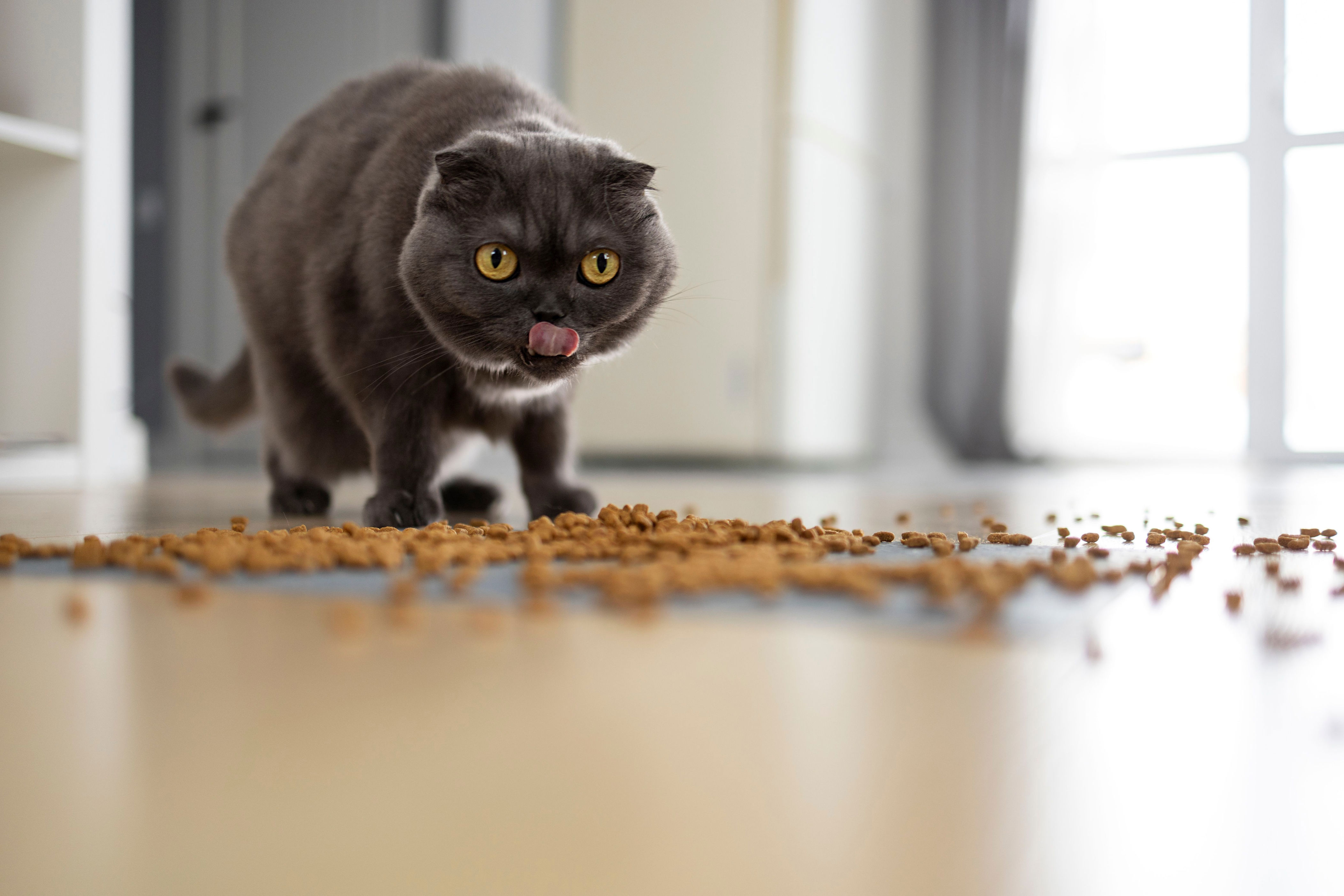 ¿por qué los gatos piden que sus dueños los vean al comer?