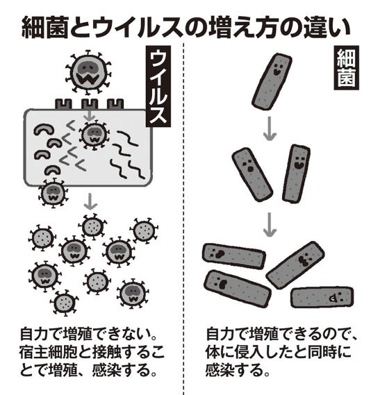 細菌とウイルスは体の中での増え方が異なる