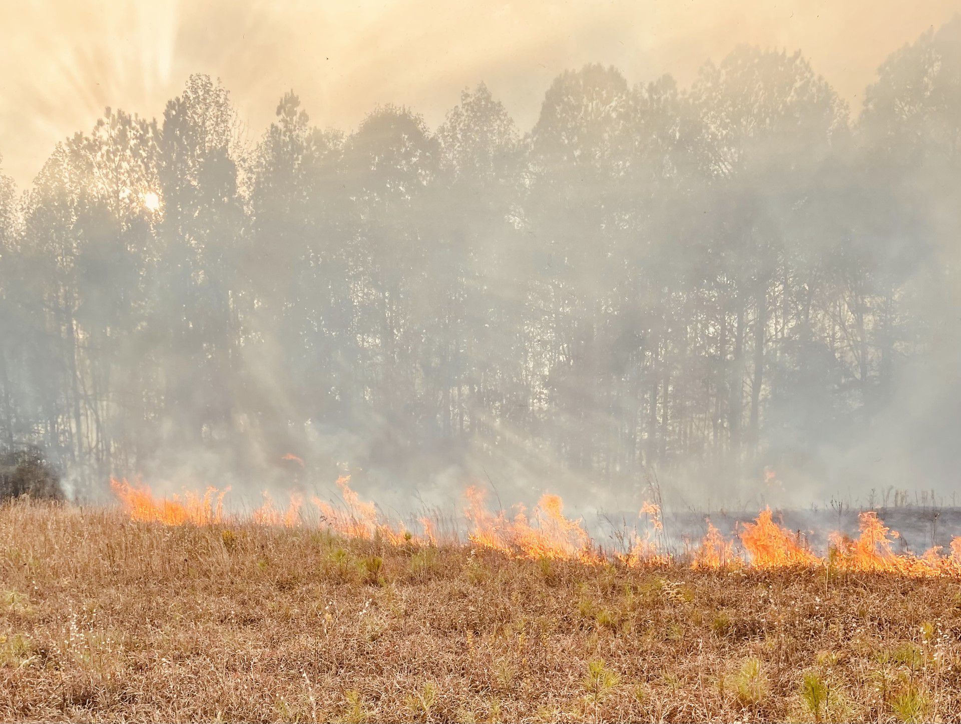 Multiple Crews Battle Grass Fire On I-65 Near Buc-ee’s