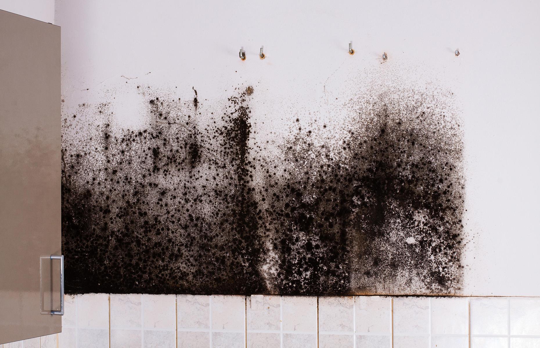 How to spot and treat mould in your home