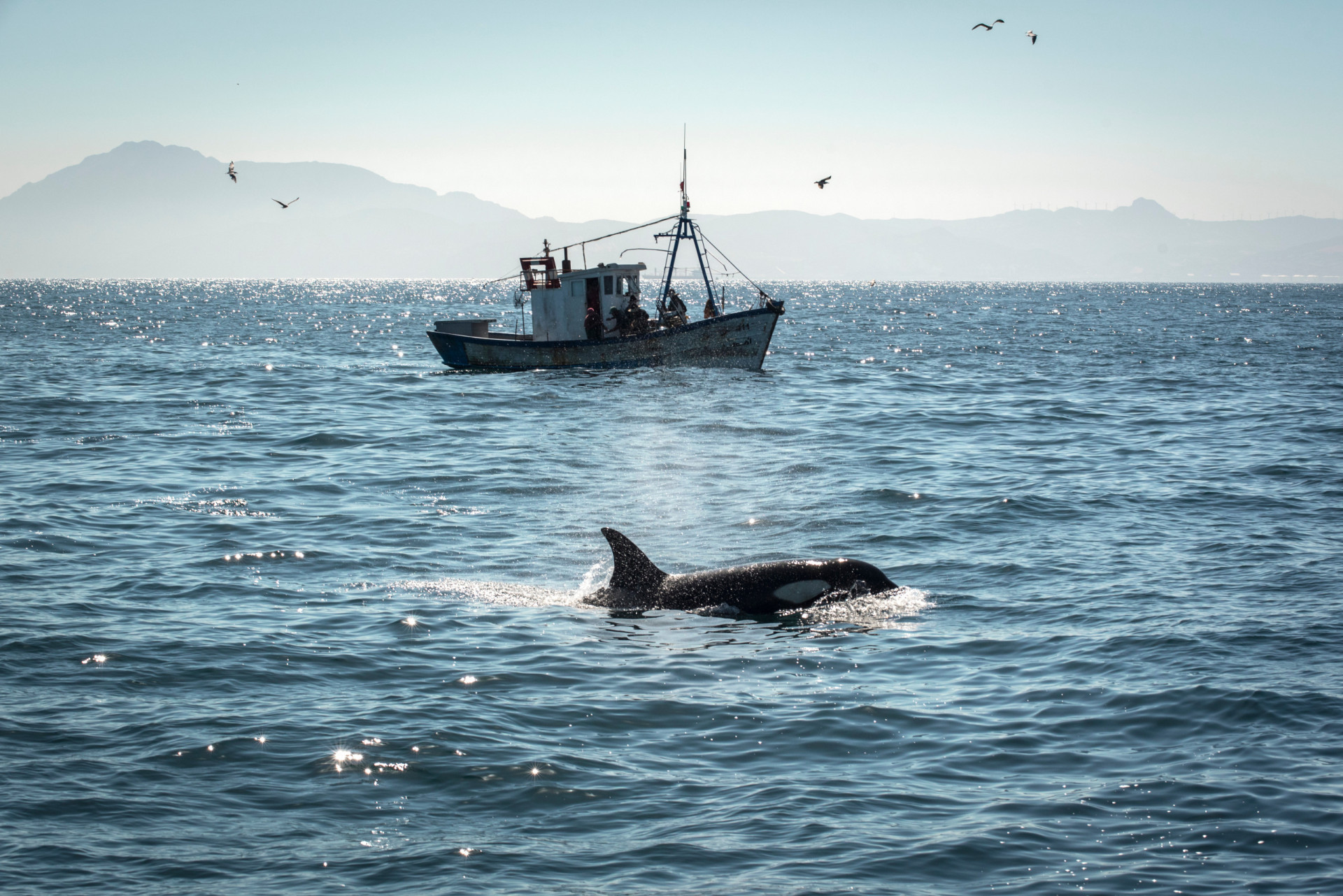 Sinking boats, disemboweling sharks: Why orcas are evil geniuses