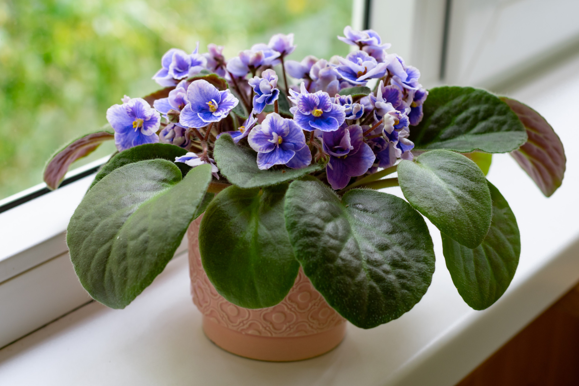 Which house plants are nontoxic to pets?