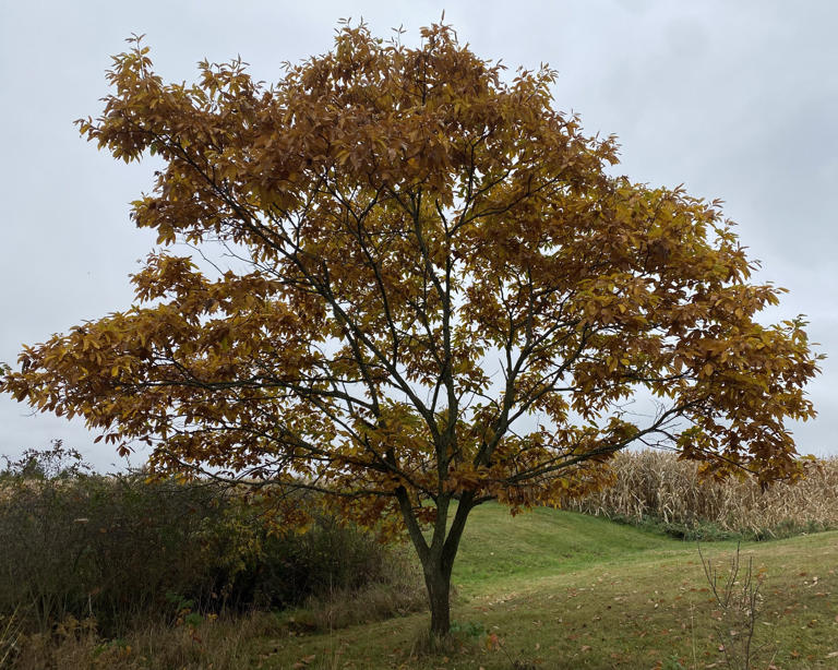 A Stroll Through the Garden: Efforts underway to restore the American ...