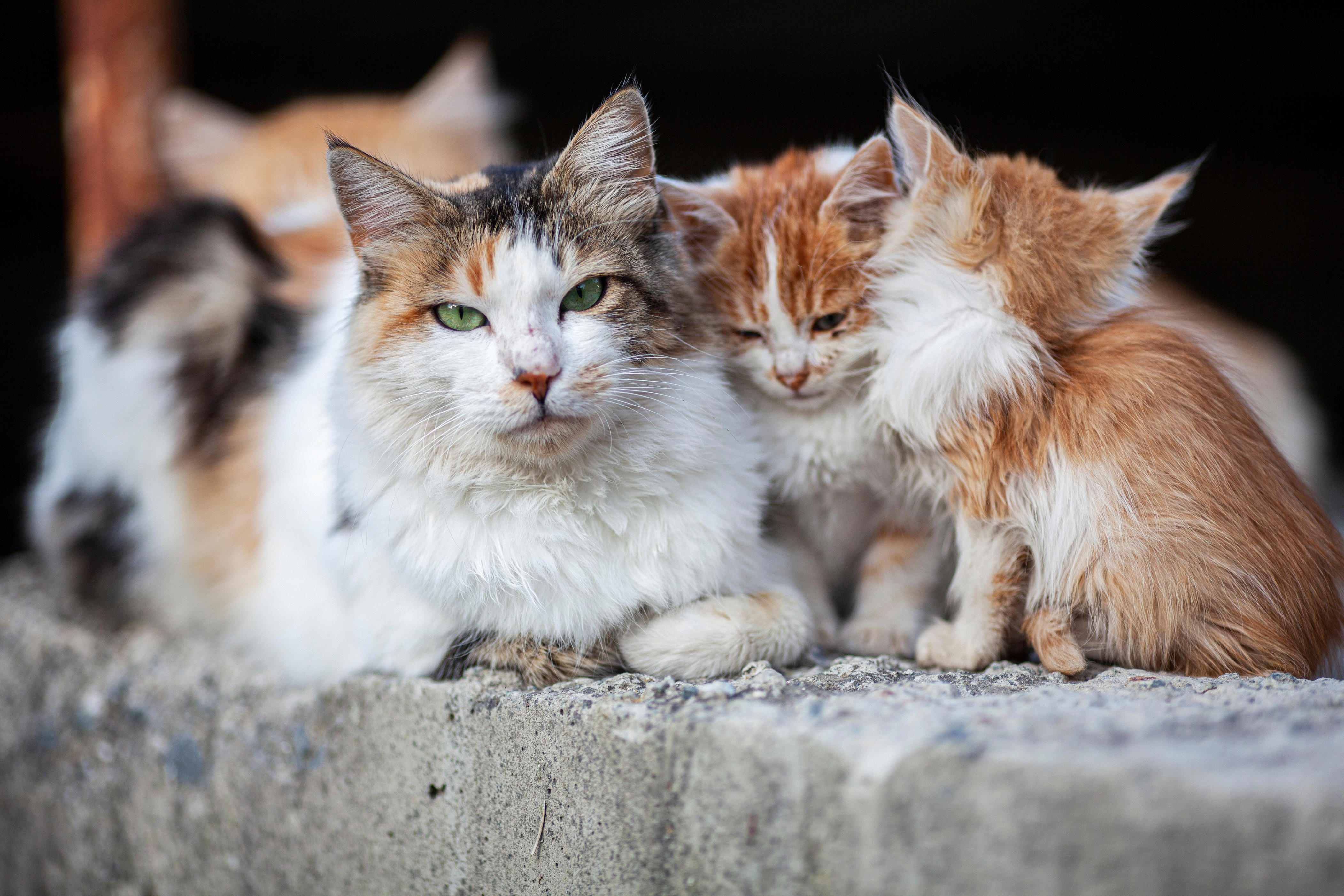 Кошечка последний. Бездомные кошки. Средиземноморье коты.