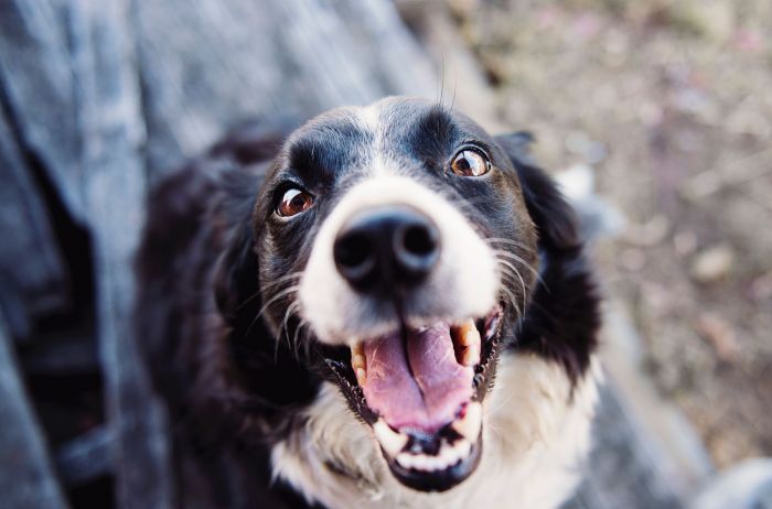 así te podés dar cuenta si tu perro es feliz, según la ciencia