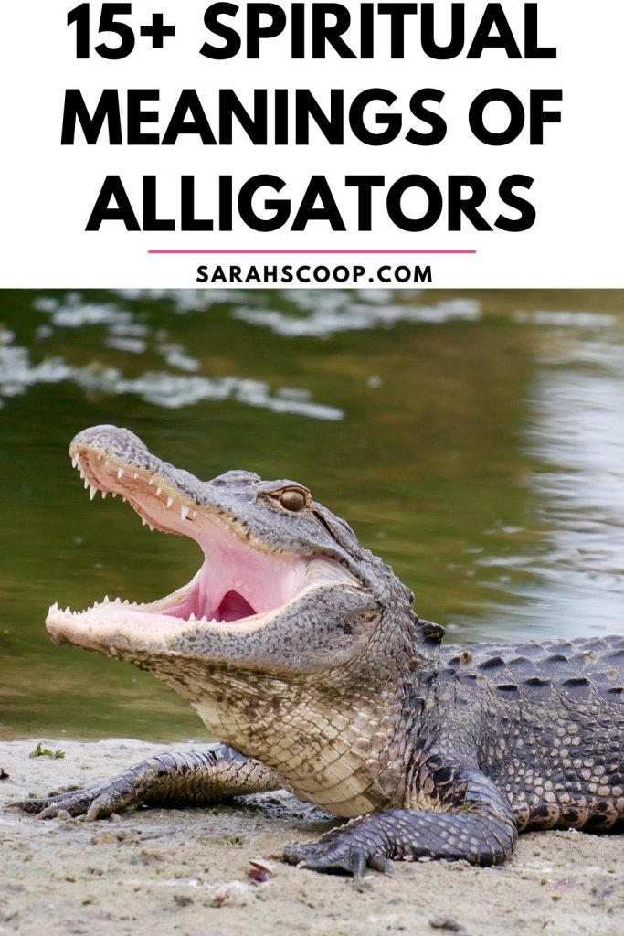 Alligator Dream Meaning 15 Spiritual Meanings of Alligators