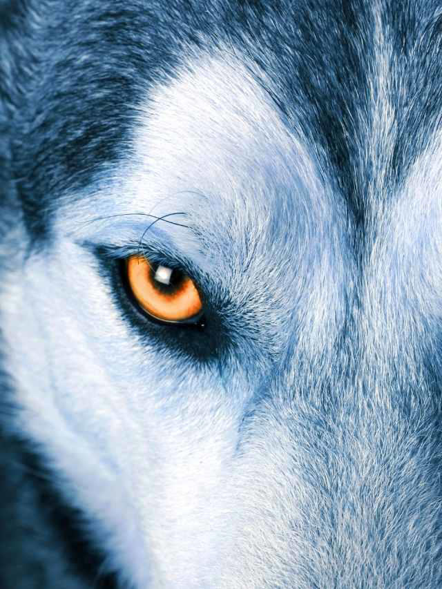 Wolf Symbol Meaning: 20 Spiritual Symbolism Meanings