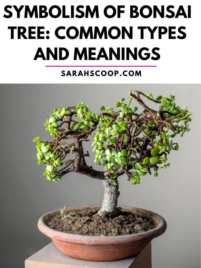 Symbolism of Bonsai Tree Common Types and Meanings