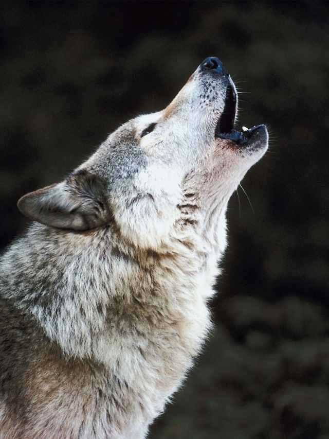 Wolf Symbol Meaning: 20 Spiritual Symbolism Meanings