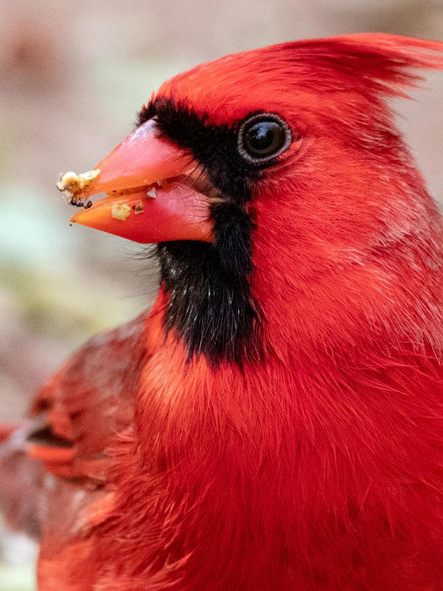 Symbolism of Red Cardinal: Spiritual Meaning of Animal