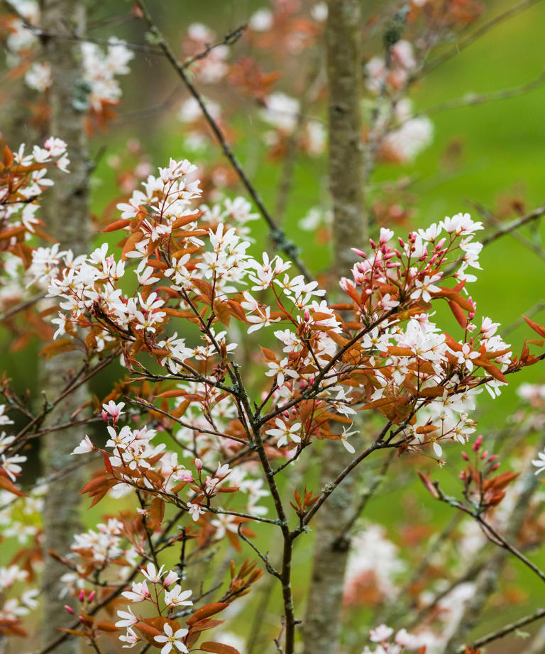 Best fire-resistant trees – 6 varieties that work for fire-smart ...