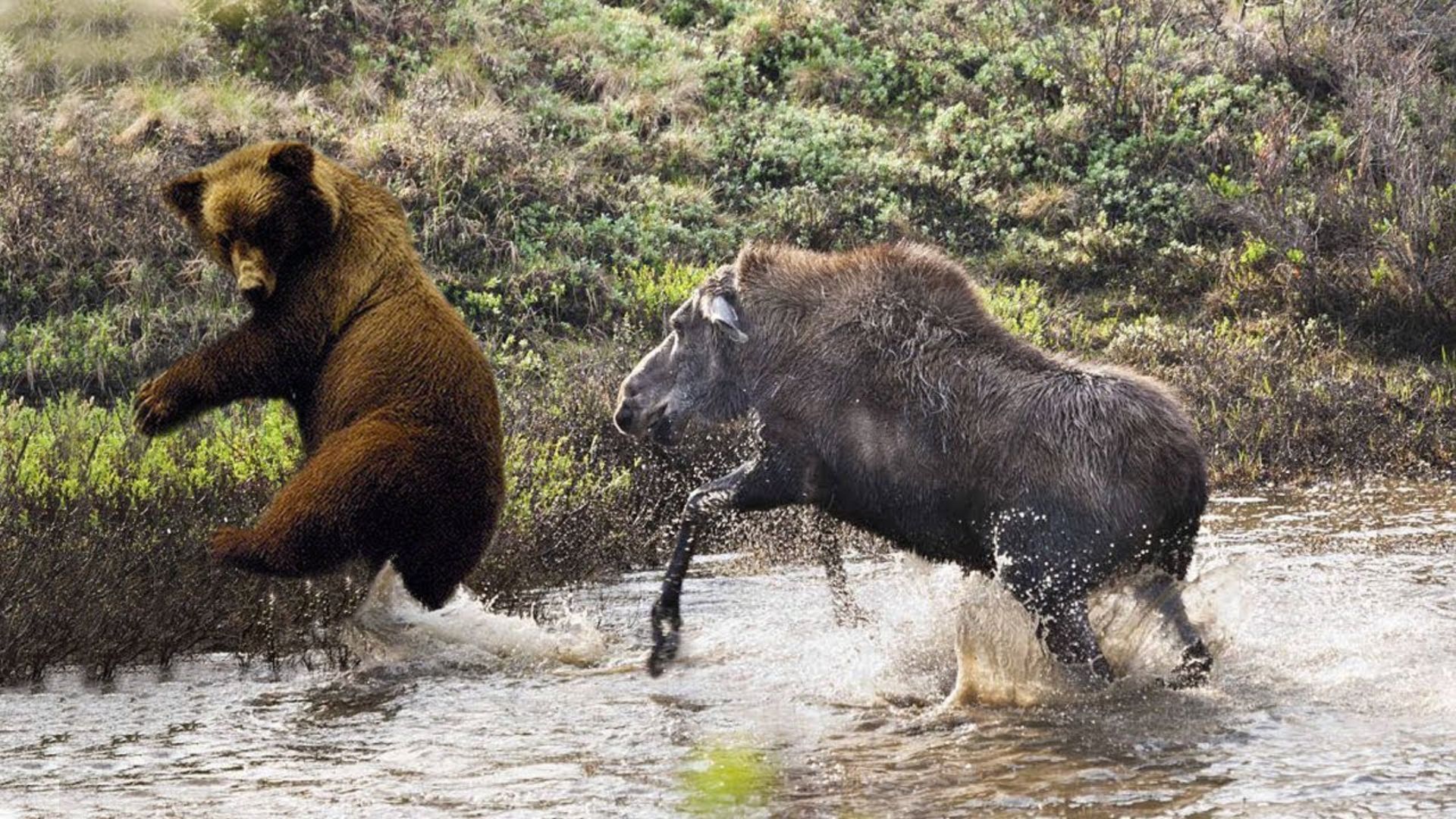 Бурый медведь против. Лоси дерутся. Медведь охотится на животных.