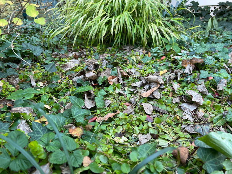 People told to ‘leave the leaves’ on your gardens and lawns. Should you ...