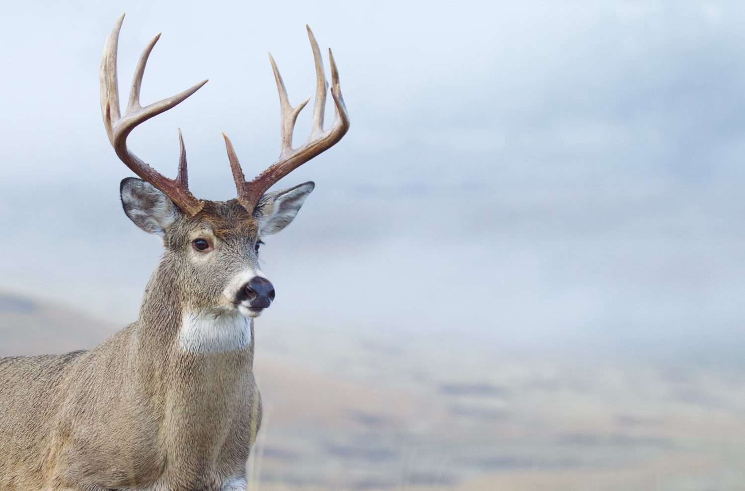 6 Reasons Maine Is the Best State for Deer Hunting